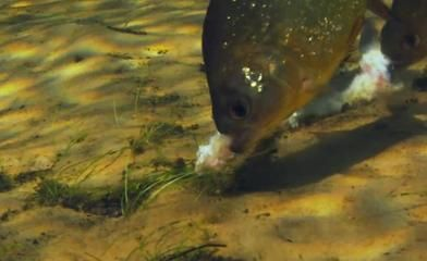 虎魚捕食視頻：虎魚捕食的視頻