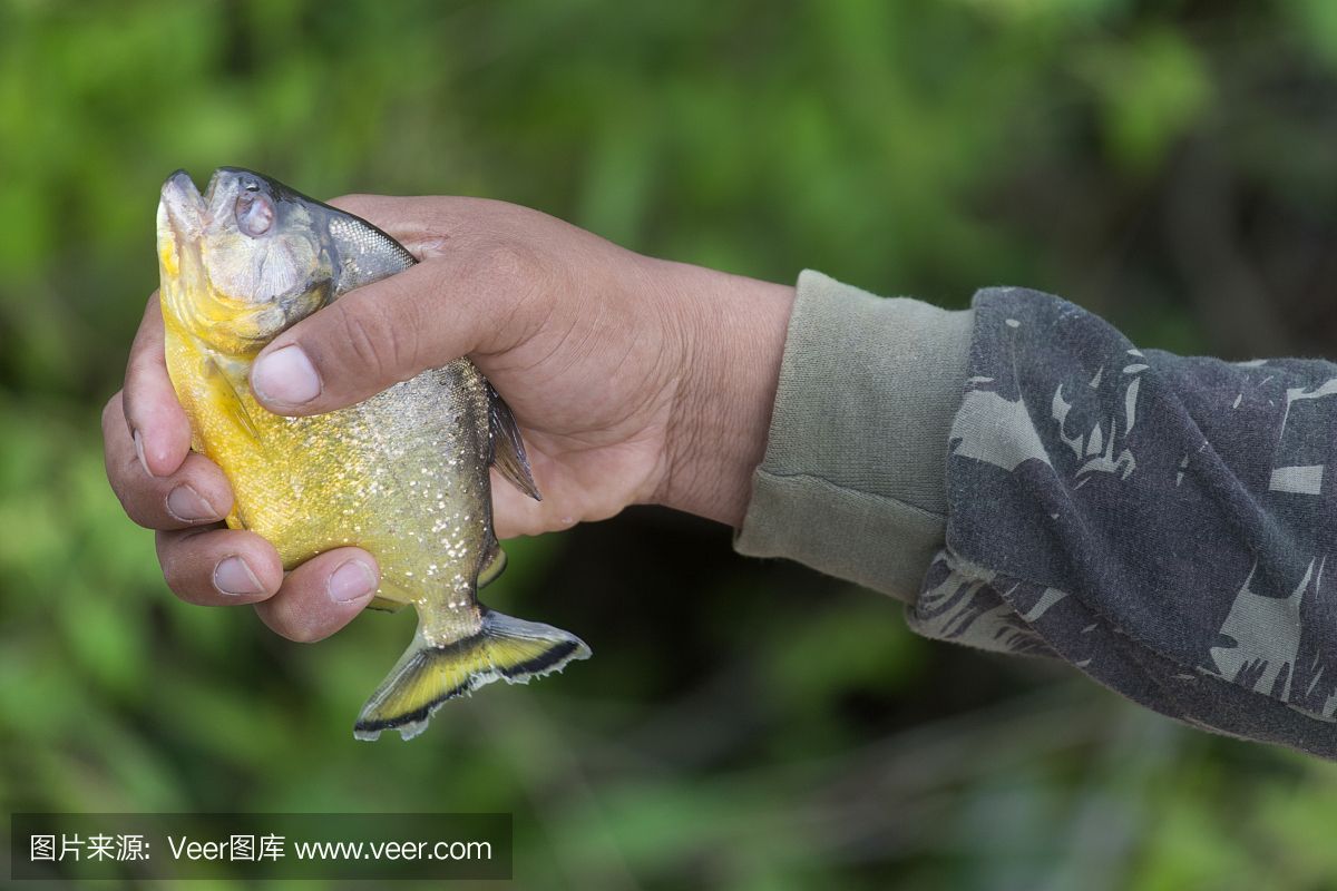 虎魚捕食視頻：虎魚捕食的視頻
