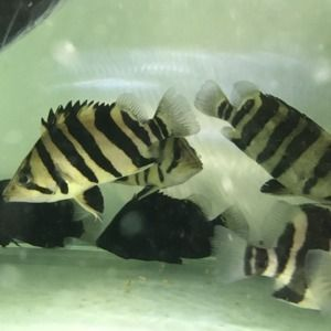 虎魚圖片及價格 品種介紹：虎魚圖片價格及種類介紹