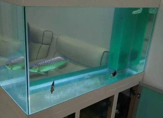 1米魚缸尺寸是多少：1米魚缸的標準尺寸是多少？