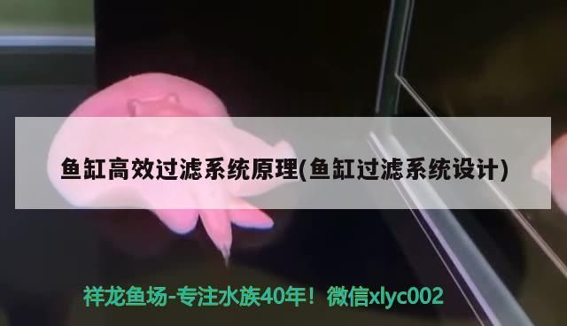 魚缸高效過濾系統原理(魚缸過濾系統設計)