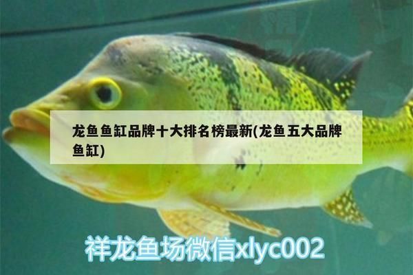 龍魚魚缸排行，2024年龍魚魚缸品牌排名