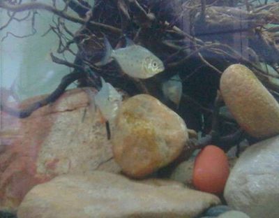 泰國虎魚飼料營養配比標準，關于泰國虎魚飼料營養配比標準