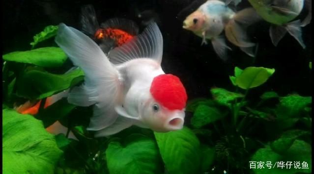 泰國虎魚腸道疾病預防方法，泰國虎魚腸道疾病早期癥狀觀賞魚水質管理要點 泰國虎魚腸道疾病預防方法，泰國虎魚腸道疾病早期癥狀觀賞魚水質管理要點 虎魚百科 第4張