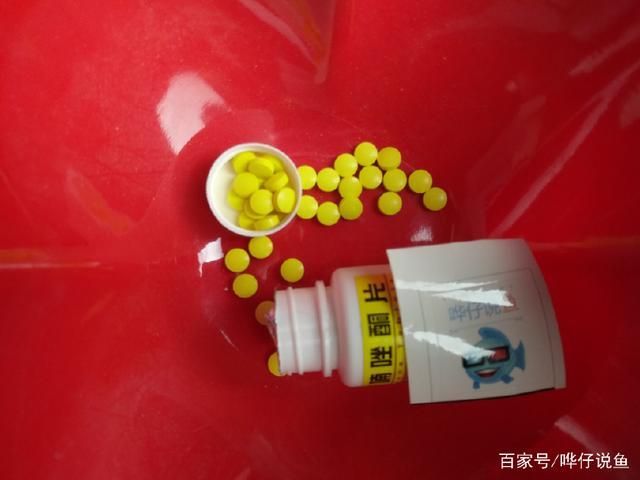 泰國虎魚腸道疾病預防方法，泰國虎魚腸道疾病早期癥狀觀賞魚水質管理要點 泰國虎魚腸道疾病預防方法，泰國虎魚腸道疾病早期癥狀觀賞魚水質管理要點 虎魚百科 第6張