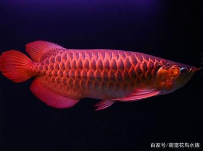 金龍魚肥胖癥狀及預防:關于金龍魚肥胖的癥狀及預防措施 金龍魚百科 第3張 金龍魚肥胖癥狀及預防:關于金龍魚肥胖的癥狀及預防措施 金龍魚肥胖癥狀及預防:關于金龍魚肥胖的癥狀及預防措施 金龍魚百科 第3張