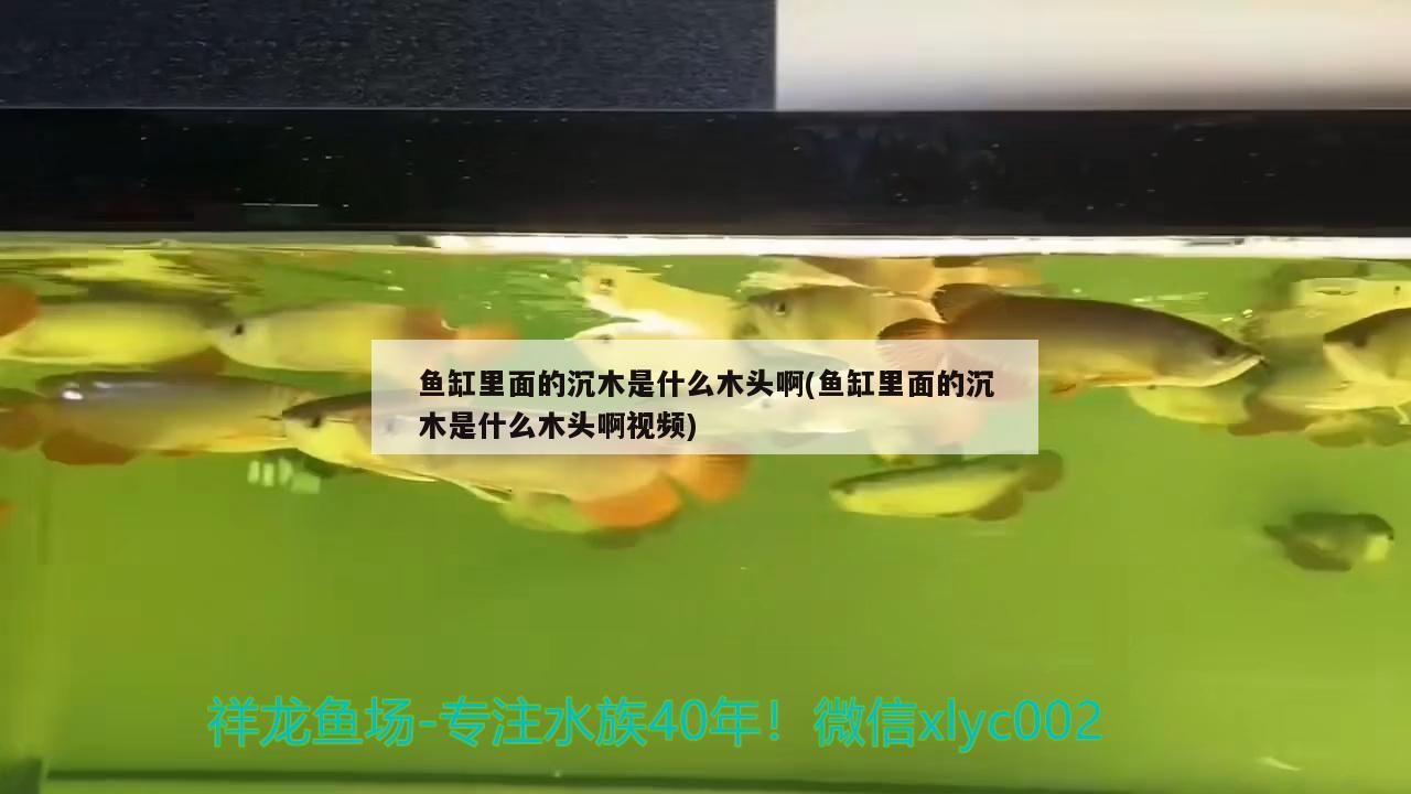 魚(yú)缸里面的沉木是什么木頭啊(魚(yú)缸里面的沉木是什么木頭啊視頻)