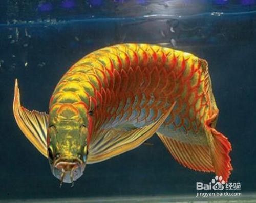 金龍魚尾巴修復：金龍魚尾巴修復方法