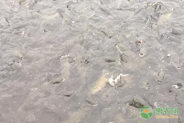 龍魚得腸炎主要表現在什么地方，龍魚腸炎的主要表現癥狀有哪些？
