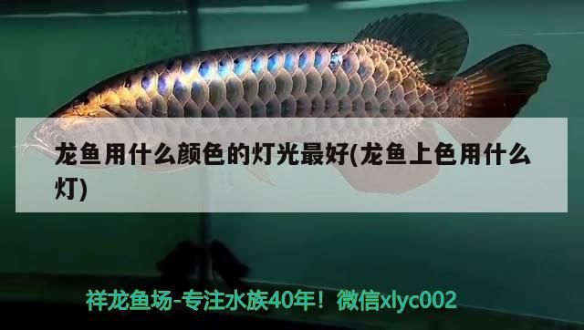 龍魚用什么顏色的燈光最好(龍魚上色用什么燈)