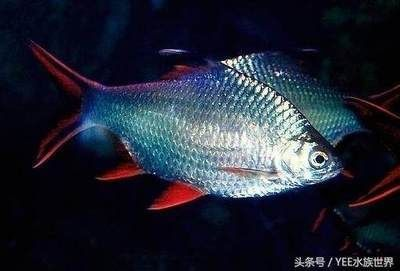 什么是大湖紅龍魚(紅龍魚什么樣)