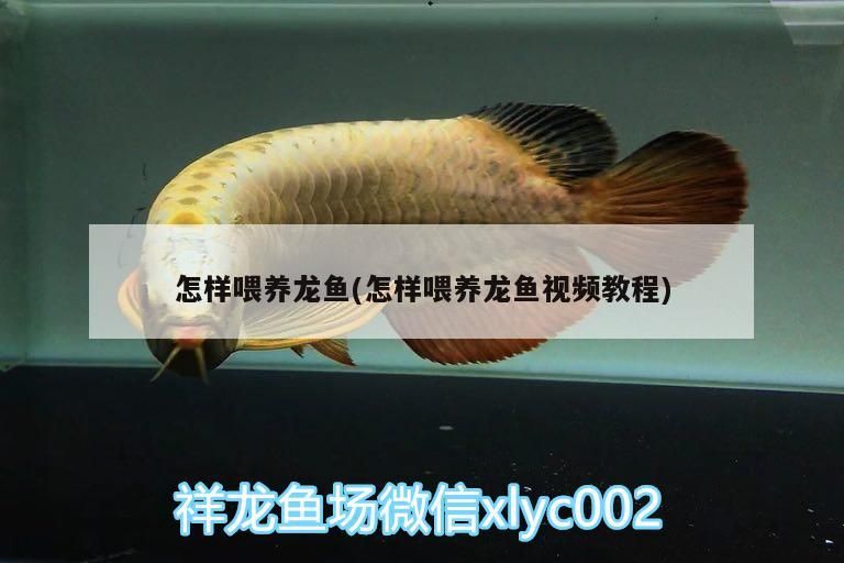 怎樣喂養龍魚(怎樣喂養龍魚視頻教程)