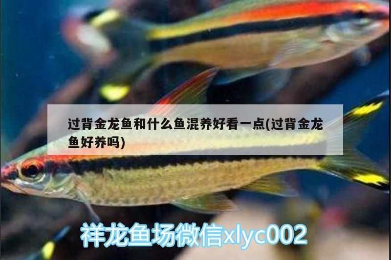 過背金龍魚和什么魚混養好看一點(過背金龍魚好養嗎)