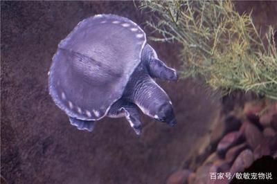 豬鼻龜最喜歡吃什么食物？：豬鼻龜吃什么你知道嗎？