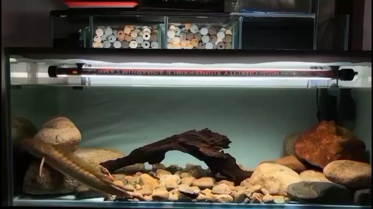 北京水族館養點什么魚比較好？ 北京水族館養點什么魚比較好？ 黃金貓魚百科 第1張
