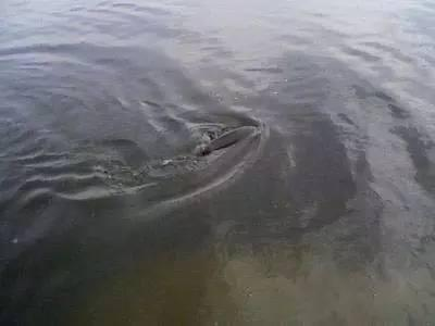 龍魚打架對龍魚的影響，原因、后果與預(yù)防措施，龍魚打架的影響、原因及預(yù)防措施解析