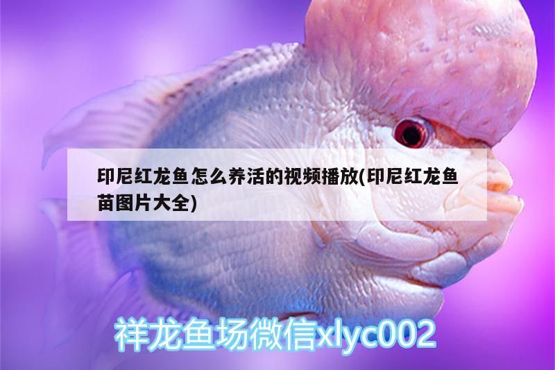 印尼紅龍魚(yú)怎么養(yǎng)活的視頻播放(印尼紅龍魚(yú)苗圖片大全)