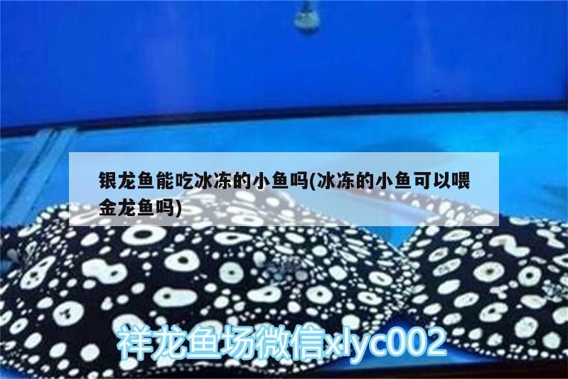 銀龍魚能吃冰凍的小魚嗎(冰凍的小魚可以喂金龍魚嗎)