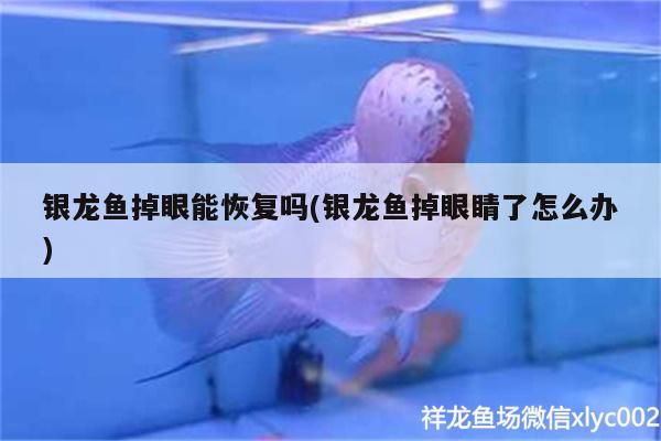 印尼紅龍魚(yú)好養(yǎng)嗎怎么養(yǎng)殖的視頻(印尼紅龍魚(yú)怎么養(yǎng)才紅)