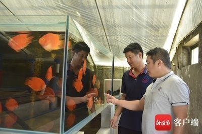 銀龍魚怎么變色(銀龍魚會變金色嗎)