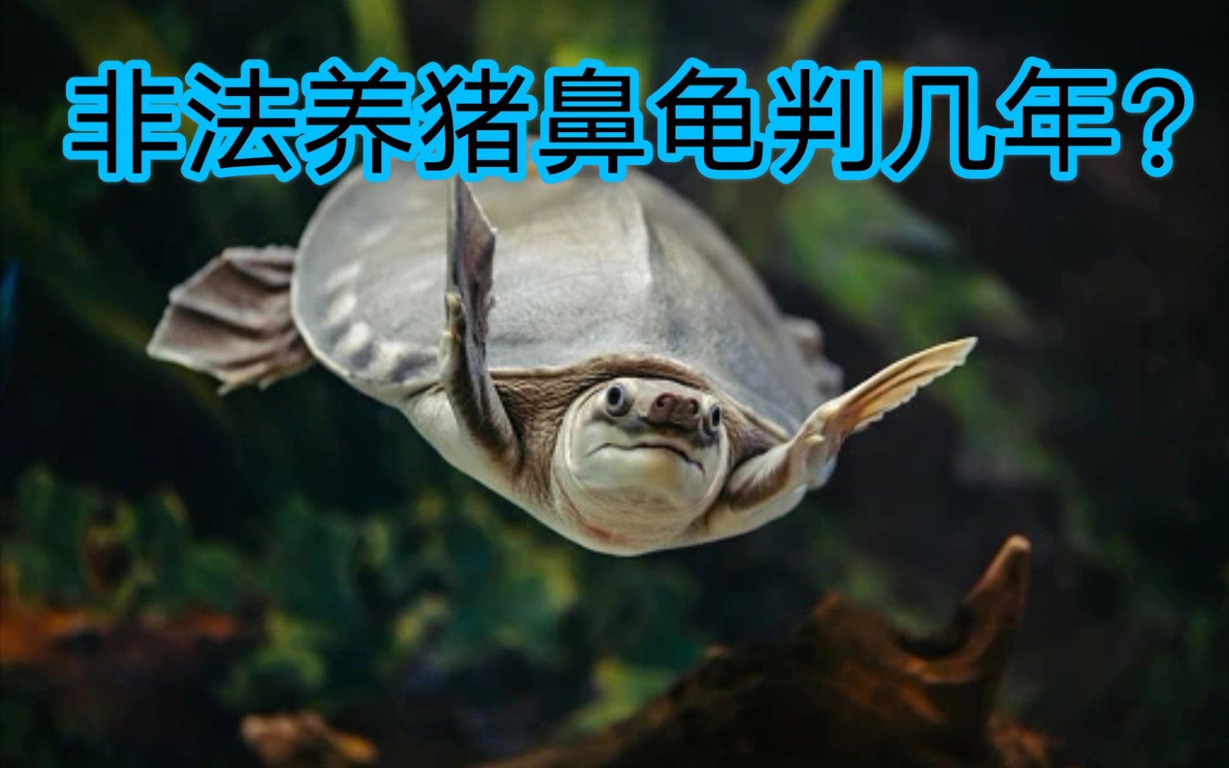 豬鼻龜一般能活多少年：豬鼻龜一般能活多少年壽命