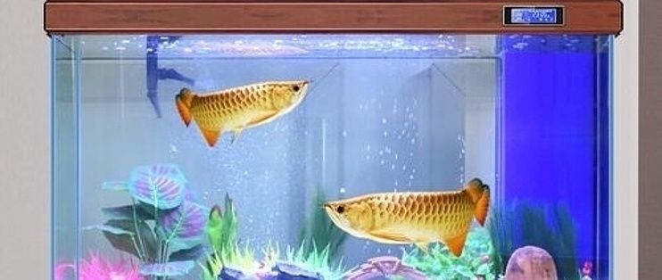 金龍魚水溫調節設備推薦：金龍魚恒溫設備品牌對比