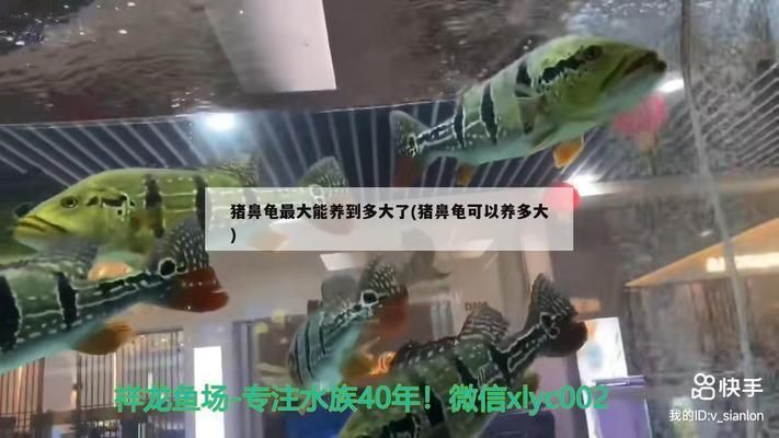 豬鼻龜大小：關于豬鼻龜的介紹 豬鼻龜大小：關于豬鼻龜的介紹 豬鼻龜百科 第7張