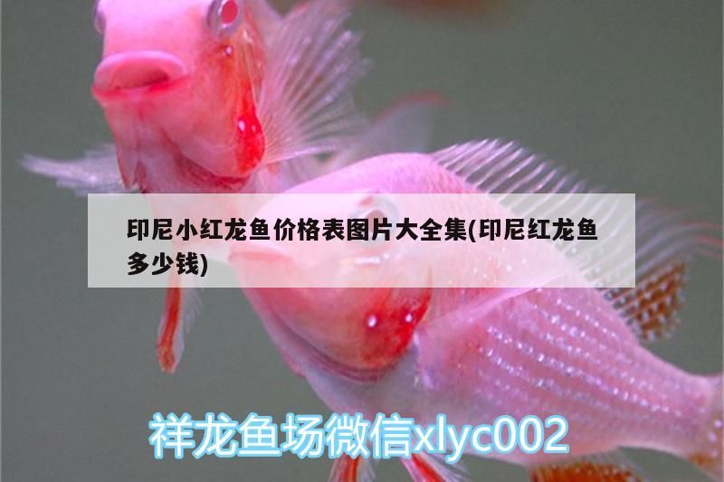 印尼小紅龍魚價格表圖片大全集(印尼紅龍魚多少錢) 印尼小紅龍魚價格表圖片大全集(印尼紅龍魚多少錢) 紅龍魚百科 第3張