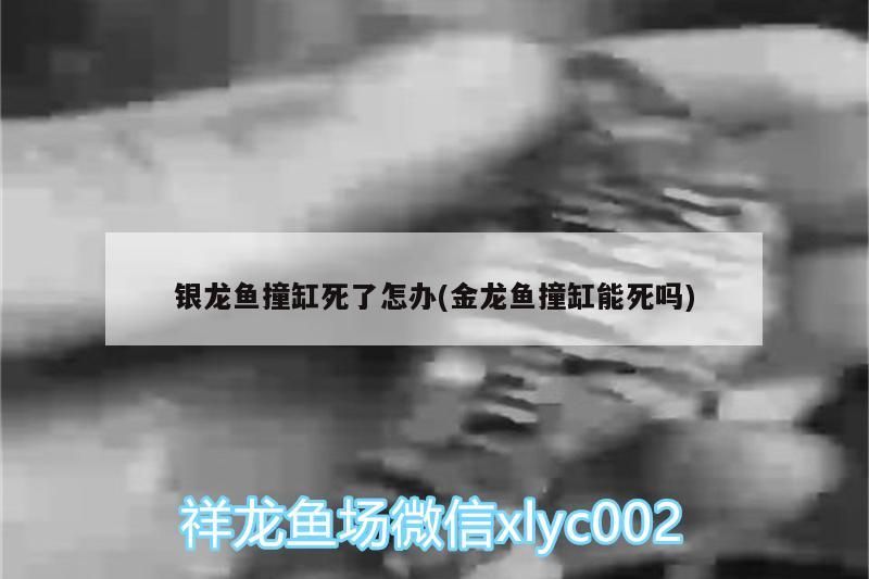 銀龍魚撞缸死了怎辦(金龍魚撞缸能死嗎)