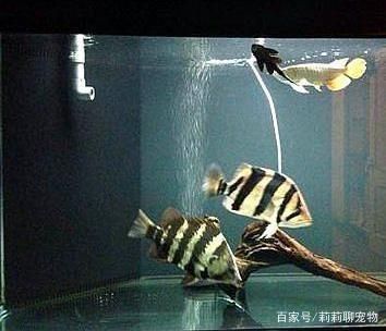 紫嫣紅龍魚(yú)的壽命一般有多長(zhǎng)？，紫嫣紅龍魚(yú)的價(jià)格是多少
