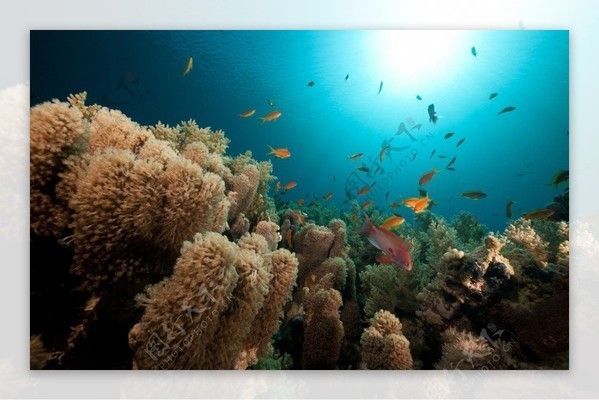 水族館動畫圖片（關于水族館動畫圖片的網站）