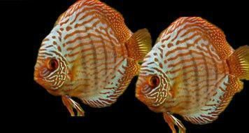 魚缸的水怎么樣才能養(yǎng)活魚，如何選擇合適的魚缸過濾器？