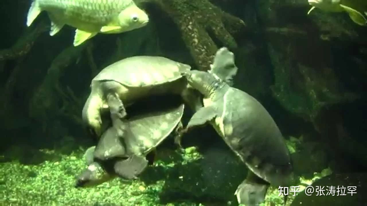 買一只豬鼻龜犯法嗎知乎：購買豬鼻龜在中國屬于違法行為嗎 買一只豬鼻龜犯法嗎知乎：購買豬鼻龜在中國屬于違法行為嗎 豬鼻龜百科 第3張