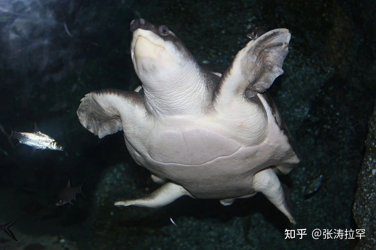 買一只豬鼻龜犯法嗎知乎：購買豬鼻龜在中國屬于違法行為嗎 買一只豬鼻龜犯法嗎知乎：購買豬鼻龜在中國屬于違法行為嗎 豬鼻龜百科 第6張