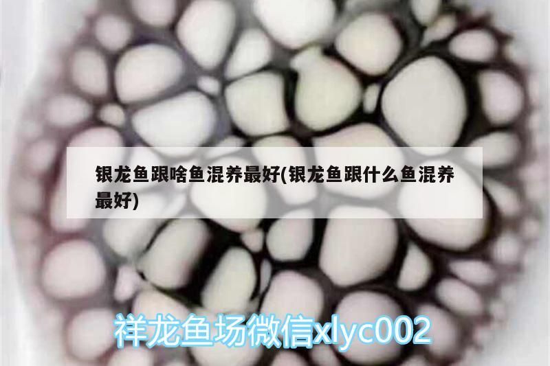 銀龍魚跟啥魚混養最好(銀龍魚跟什么魚混養最好)