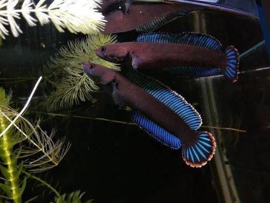 龍魚和元寶鳳凰混養(yǎng)底層魚配什么(龍魚虎魚元寶鳳混養(yǎng)可以嗎) 龍魚和元寶鳳凰混養(yǎng)底層魚配什么(龍魚虎魚元寶鳳混養(yǎng)可以嗎) 元寶鳳凰魚百科 第2張