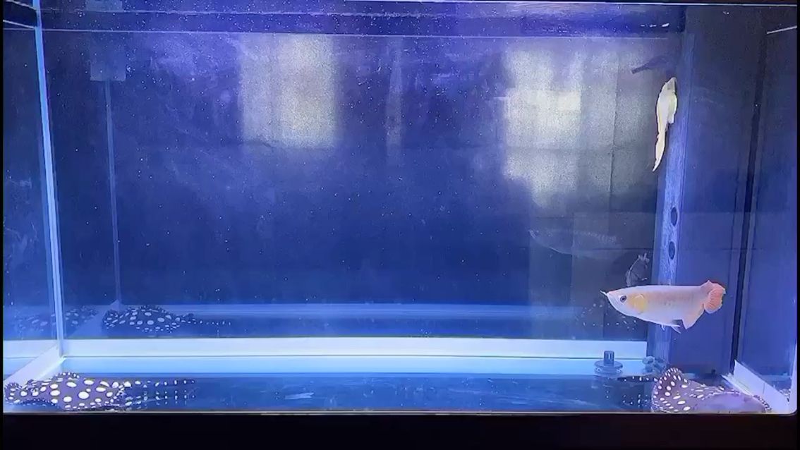心情煩悶的時候看看魚 心情煩悶的時候看看魚 黃金貓魚百科 第4張