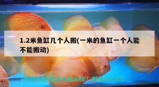 1.2米魚(yú)缸幾個(gè)人搬(一米的魚(yú)缸一個(gè)人能不能搬動(dòng))