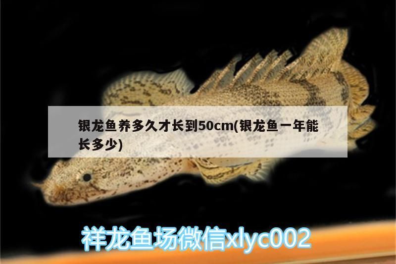 銀龍魚養多久才長到50cm(銀龍魚一年能長多少)