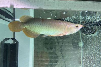 龍魚得了立鱗病怎么辦vs祥龍魚場：龍魚得了立鱗病是一種常見的魚類疾病，如何預防龍魚立鱗病 龍魚得了立鱗病怎么辦vs祥龍魚場：龍魚得了立鱗病是一種常見的魚類疾病，如何預防龍魚立鱗病 vs祥龍魚場 第2張