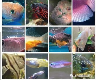 龍魚吃了白點病小魚會怎樣呢vs祥龍魚場：龍魚吃了白點病小魚會怎樣