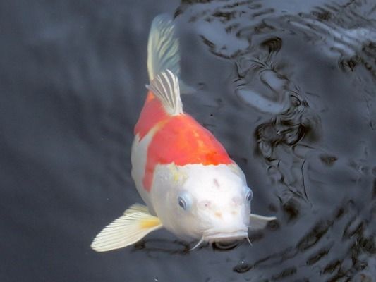 龍魚打架打多久vs祥龍魚場：如何預防龍魚打架，龍魚打架后的護理措施 龍魚打架打多久vs祥龍魚場：如何預防龍魚打架，龍魚打架后的護理措施 vs祥龍魚場 第5張