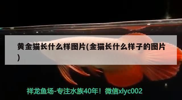 黃金貓長什么樣圖片(金貓長什么樣子的圖片) 黃金貓長什么樣圖片(金貓長什么樣子的圖片) 黃金貓魚百科 第3張