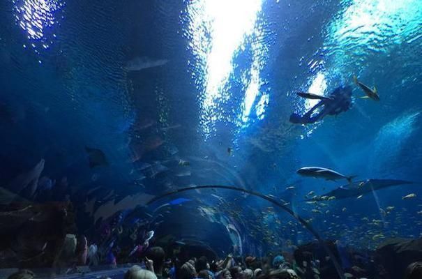 水族館建造費用標準是多少：水族館建造費用標準及詳情因素及詳情因素而異 水族館建造費用標準是多少：水族館建造費用標準及詳情因素及詳情因素而異 水族館百科（水族館加盟） 第2張
