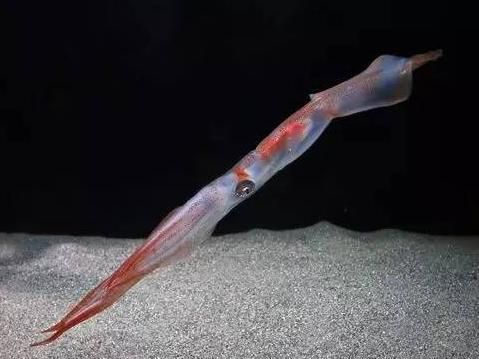 水族館里面有什么生物（《和平精英》水族館中常見的海洋哺乳動物包括海豚、虎鯨、偽虎鯨）