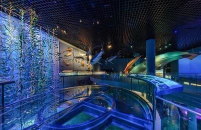 水族館里面有什么生物（《和平精英》水族館中常見的海洋哺乳動物包括海豚、虎鯨、偽虎鯨）