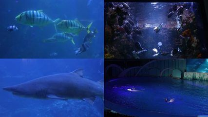 水族館里面有什么生物（《和平精英》水族館中常見的海洋哺乳動物包括海豚、虎鯨、偽虎鯨）
