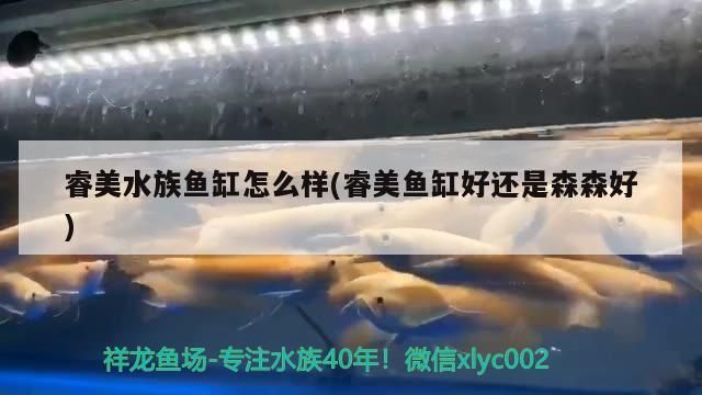 睿美水族魚缸怎么樣(睿美魚缸好還是森森好) 睿美水族魚缸怎么樣(睿美魚缸好還是森森好) 觀賞魚百科 第2張