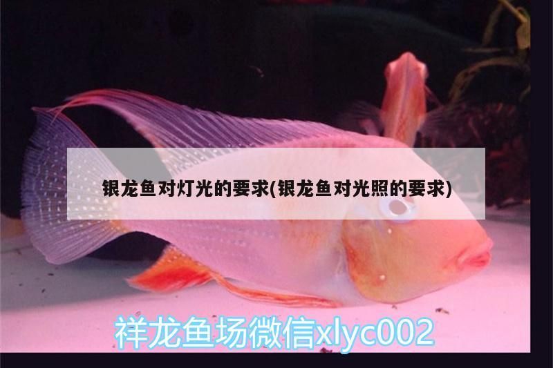 銀龍魚對燈光的要求(銀龍魚對光照的要求) 銀龍魚對燈光的要求(銀龍魚對光照的要求) 銀龍魚百科 第3張