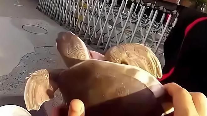 豬鼻龜是野生動物嗎為什么：豬鼻龜是野生動物嗎